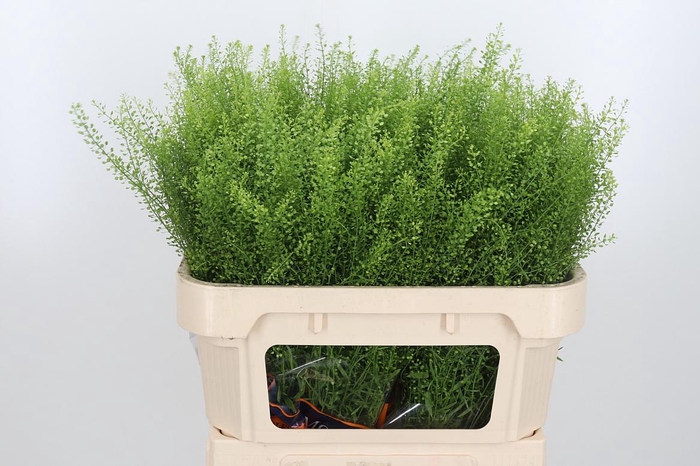 <h4>Lepidium Green Bell</h4>