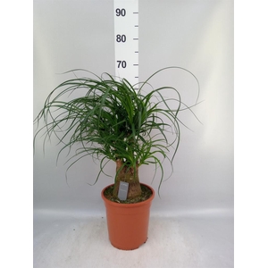 Beaucarnea recurvata