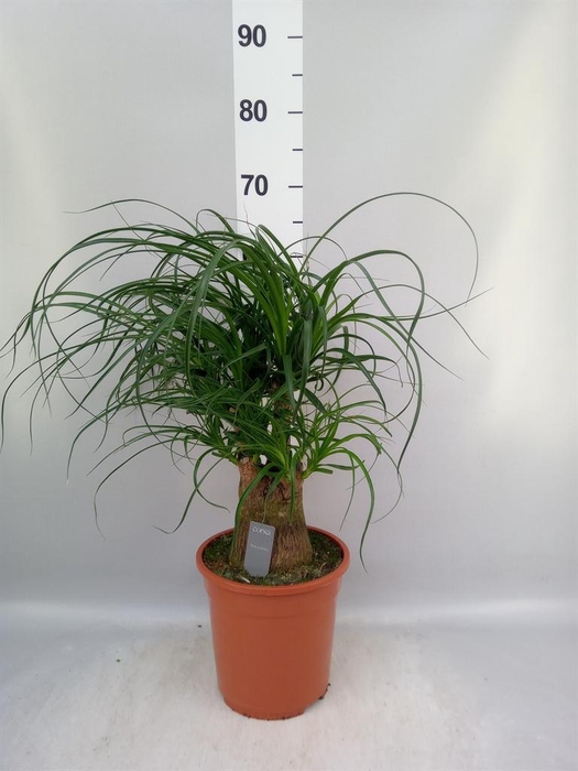 <h4>Beaucarnea recurvata</h4>