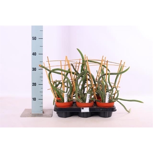 Selenicereus Grandiflorus 12Ø 40cm