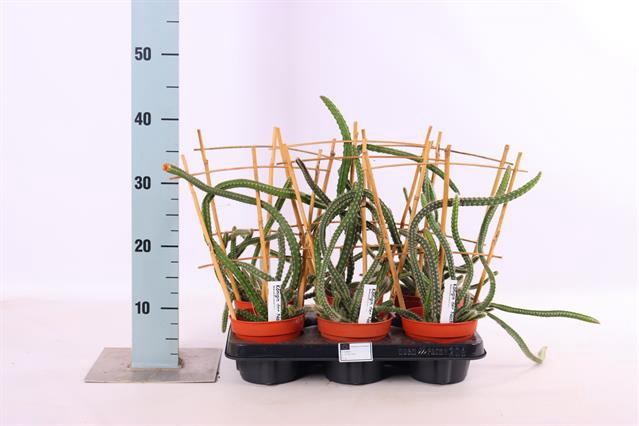 Selenicereus Grandiflorus 12Ø 40cm