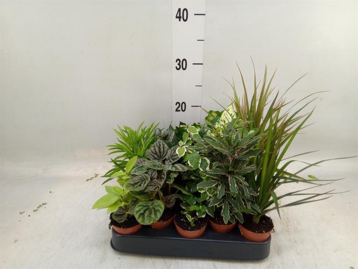 <h4>Planten  ..mix</h4>