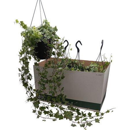 <h4>Hed He Mint Kolibri Hang</h4>