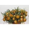 Banksia Dryandra
