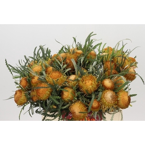 Banksia Dryandra