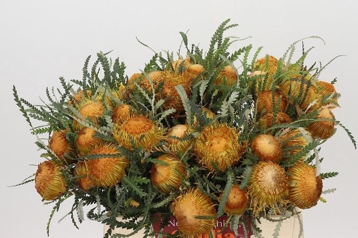 <h4>Banksia Dryandra</h4>
