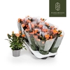 Rosa Kordana salmon Aloha - 4795