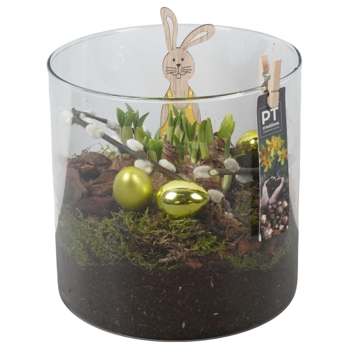 <h4>Arr.  Narcissus Tete Tete L%</h4>