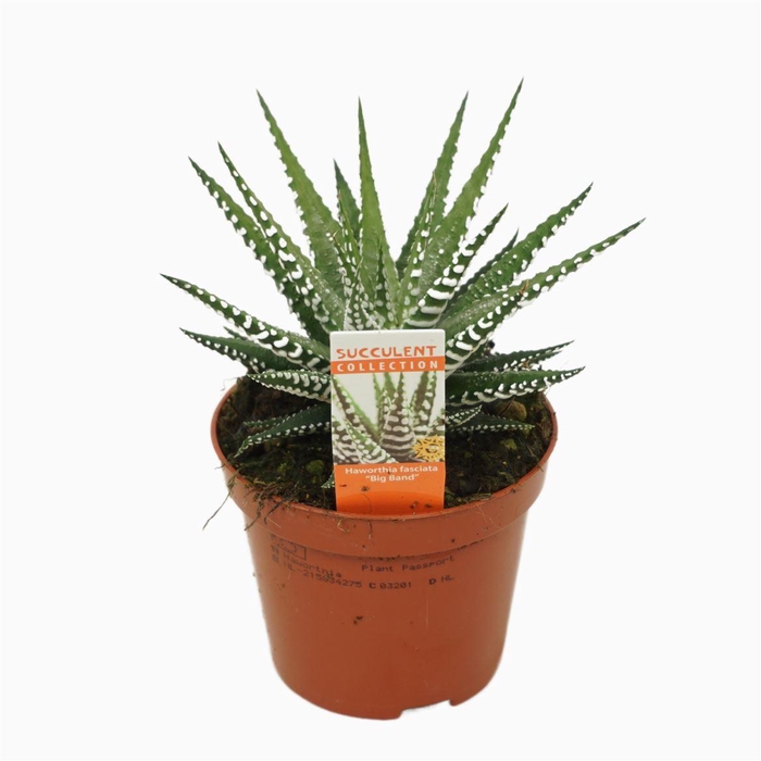 Haworthia F Big Band
