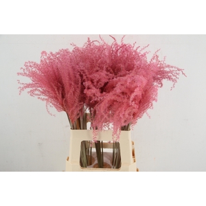 DF Miscanthus 70cm Pink