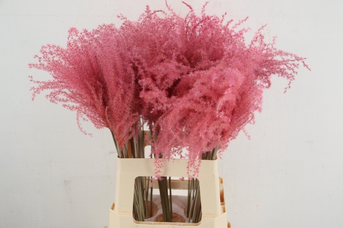 <h4>DF Miscanthus 70cm Pink</h4>