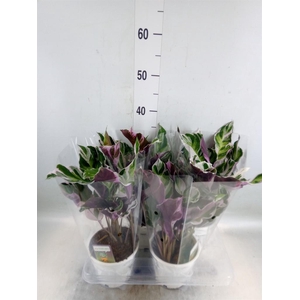 Calathea  'Fusion White'