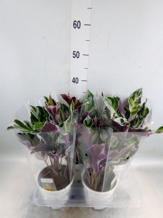 <h4>Calathea  'Fusion White'</h4>