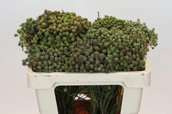 <h4>BERZELIA ABROTANOIDE</h4>