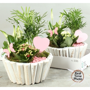 ARR KAMERPL