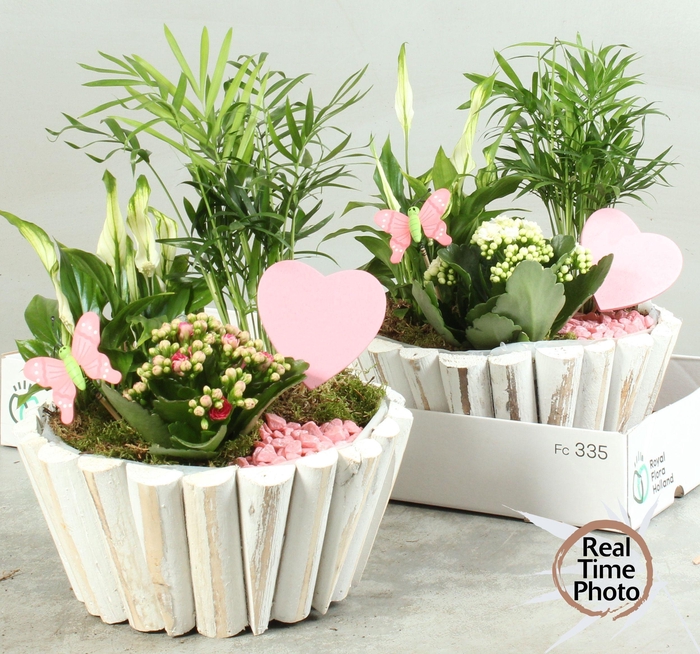 <h4>ARR KAMERPL</h4>