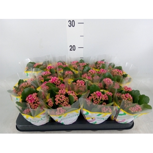 Kalanchoe blos. 'Garbo lilac'