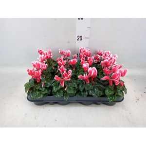 Cyclamen KL 'Metis Fantasia'