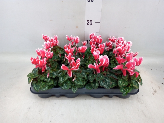 <h4>Cyclamen KL 'Metis Fantasia'</h4>