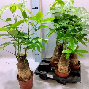 PACHIRA AQUATICA