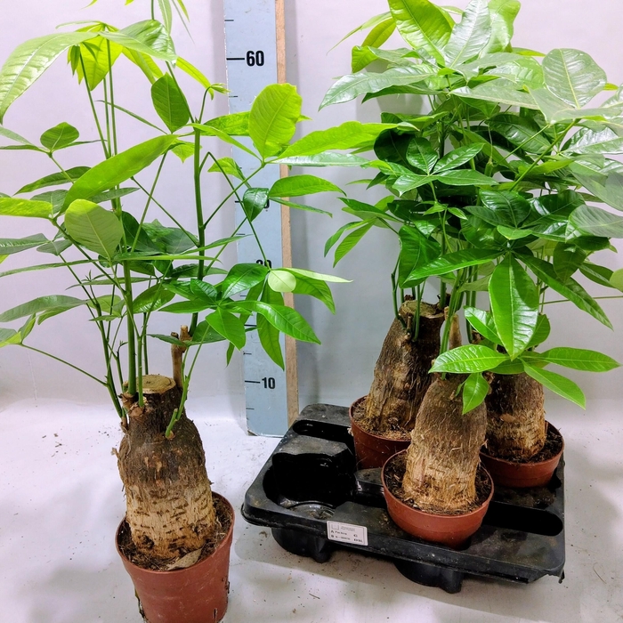 <h4>PACHIRA AQUATICA</h4>