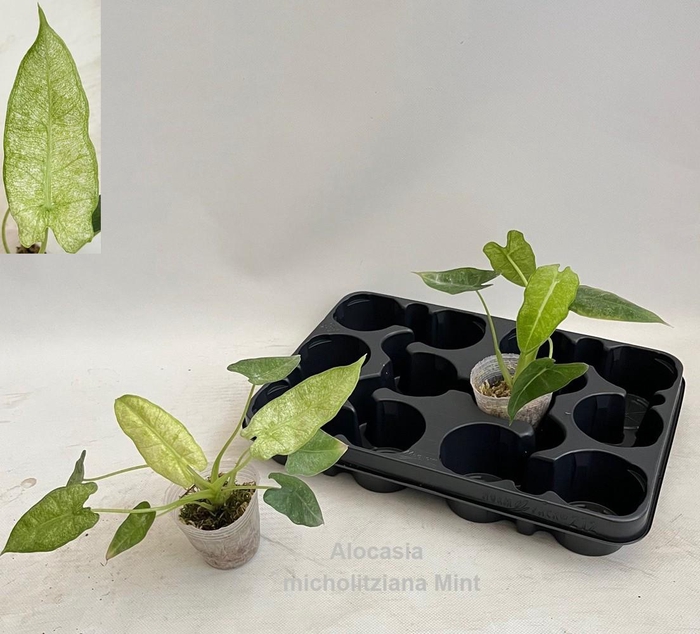 <h4>Alocasia micholitziana Mint variegata 7cm *NEW*</h4>
