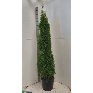 THUJA O SMARAGD