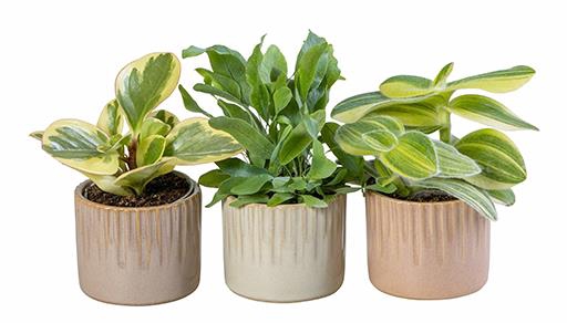 L 66014 Green Mix 6 cm