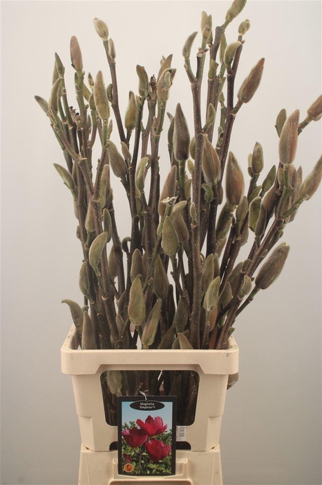 <h4>MAGNOLIA EMPEROR*</h4>