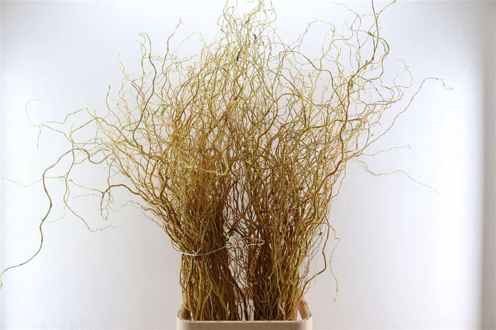 <h4>Salix Golden Curls</h4>