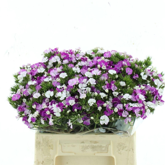 <h4>DI BARB AM LAVEN MAG</h4>