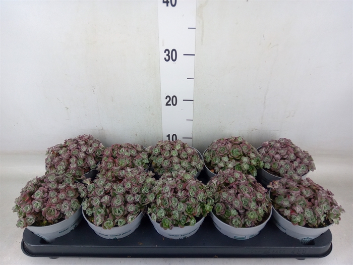 <h4>Sedum spathulifolium 'Purpureum'</h4>