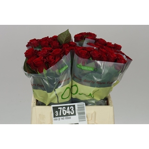 Rosa Gr Red Ribbon