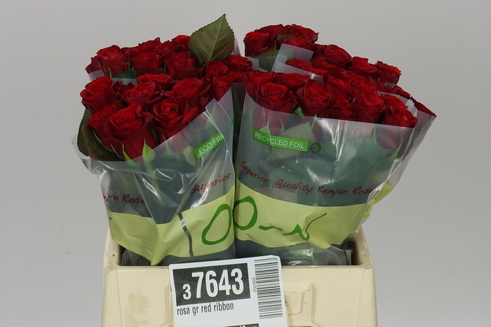 <h4>Rosa Gr Red Ribbon</h4>