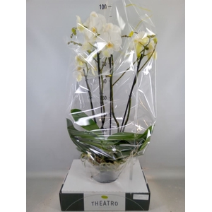Phalaenopsis   ...white