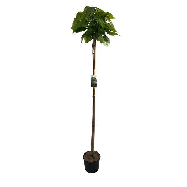 <h4>Catalpa big. 'Nana' stam 180 cm</h4>