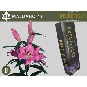 LI OT MALDANO 4+ QUALITY BOX