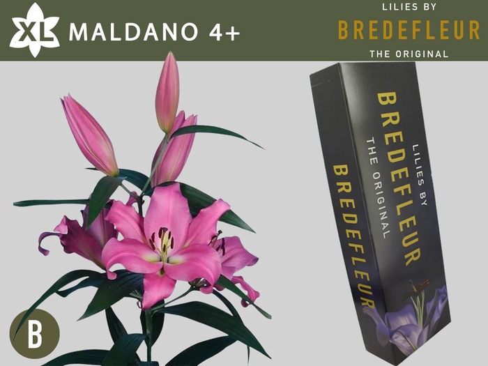 <h4>LI OT MALDANO 4+ QUALITY BOX</h4>