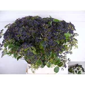 VIBUR DE BLUEBER HIL