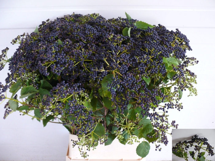 <h4>VIBUR DE BLUEBER HIL</h4>