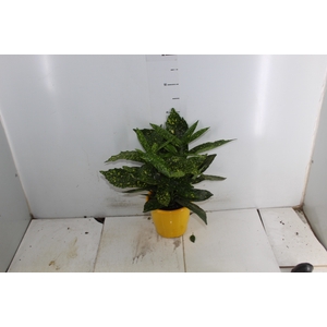 AUCUBA JAPONICA P17