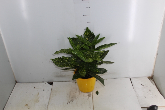 AUCUBA JAPONICA P17