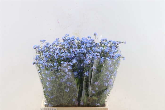 <h4>Myosotis Blauw Atlantis</h4>