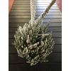 Arrangementen kamerplanten H%