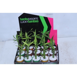 DRACENA LUCKY BAMBOO P06