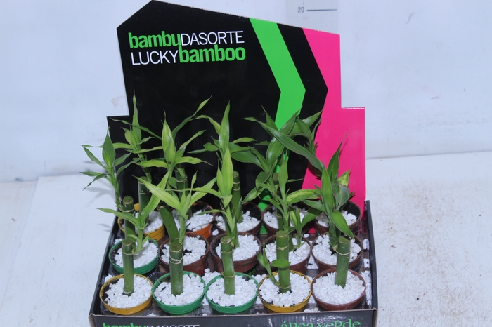 <h4>DRACENA LUCKY BAMBOO P06</h4>