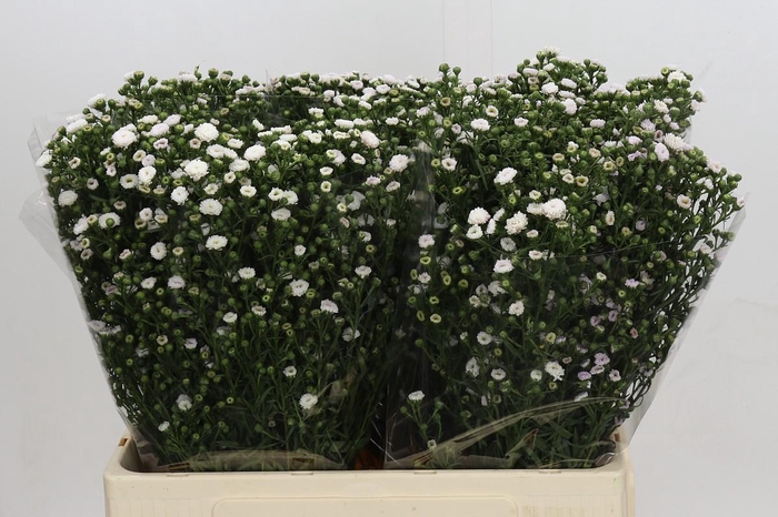 <h4>Aster White Gypsy</h4>