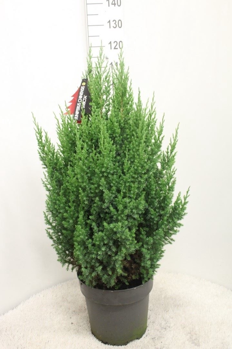 <h4>Juniperus chinensis 'Stricta'</h4>