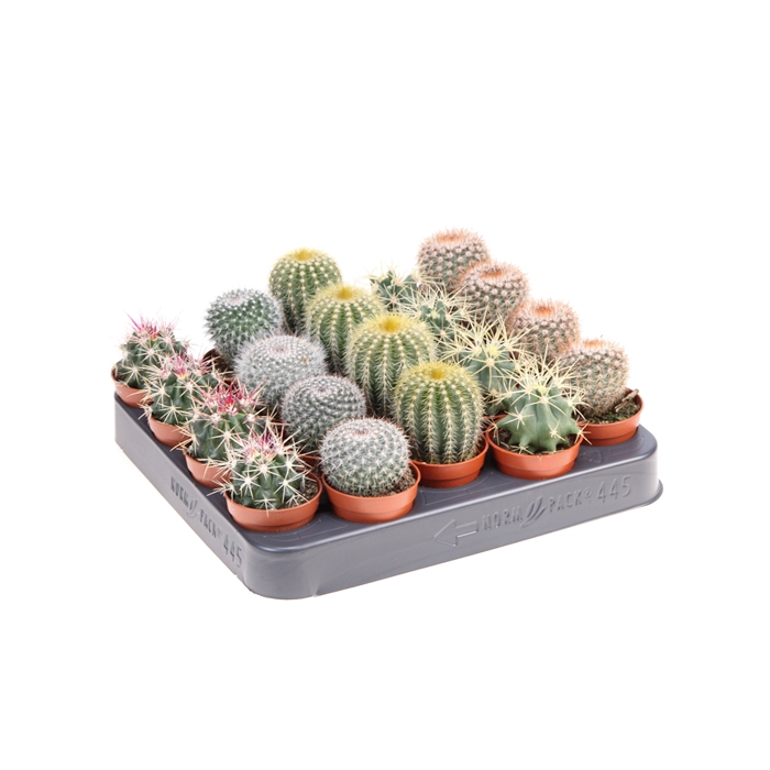 <h4>Cactus bol mix</h4>