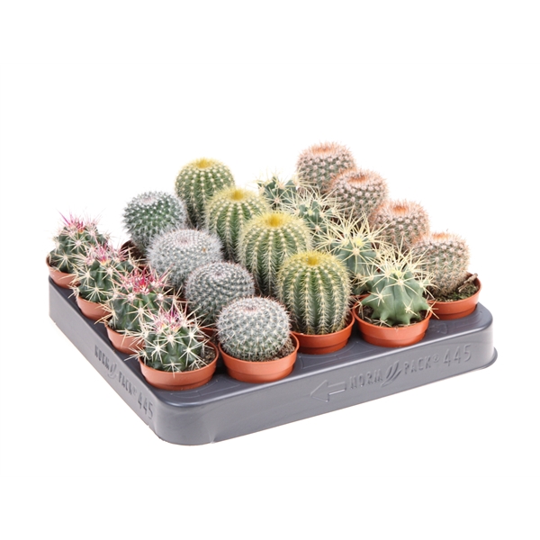 <h4>Cactus bol mix</h4>